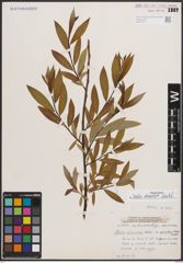 Foto von Salix discolor Muhl.